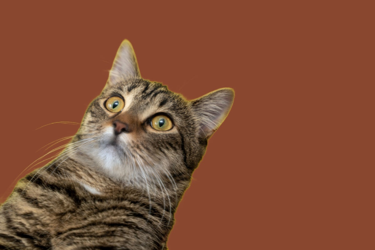 can cats have delta-8