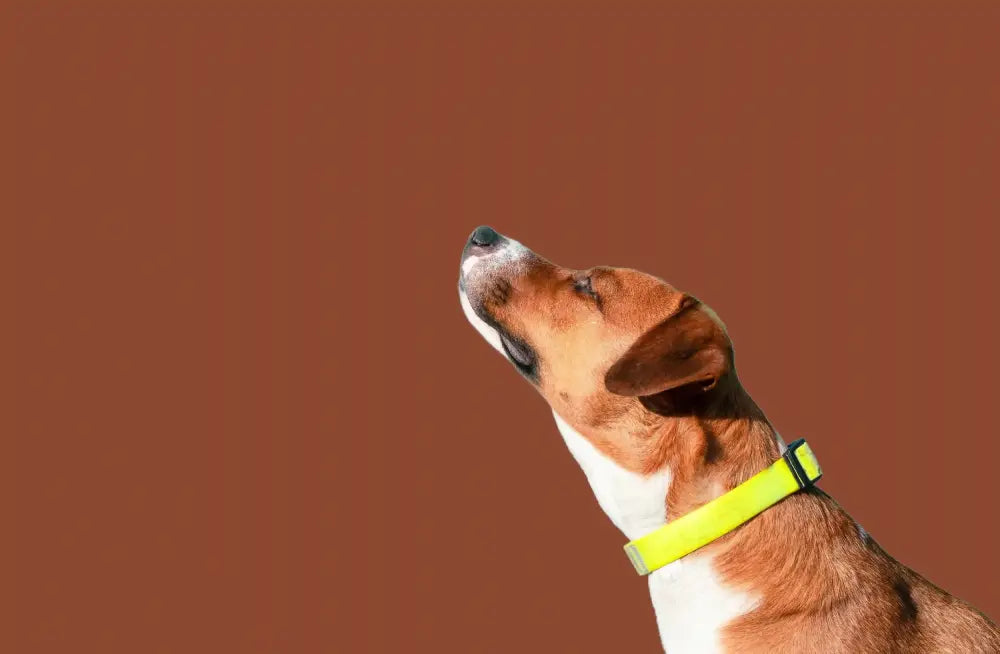Can Drug Dogs Smell Edibles? Sniffing Out the Truth