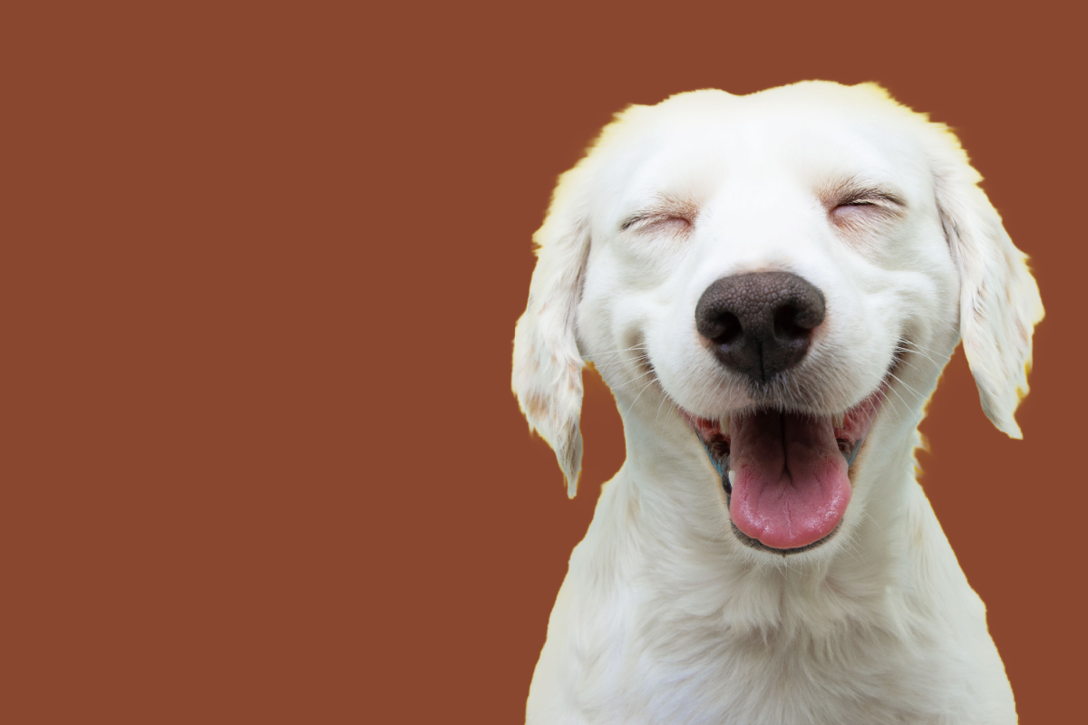 can dogs have delta 8