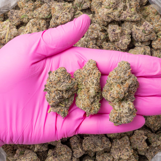 Jungle Juice cannabis flower bud