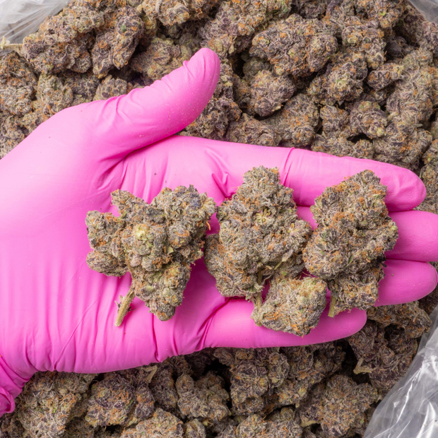 Sunset Sherbet phenotype cannabis flower bud