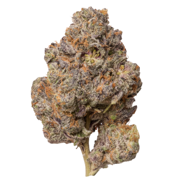 Sunset Sherbet phenotype cannabis flower bud